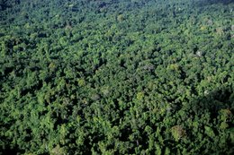 Archipel-des-Comores;-Canopée;-Forêt;-Forêt-tropicale;-France;-Kaleidos;-Kaleidos-images;-La-parole-à-limage;-Laurent-Abad;-Mayotte;-Nature;-Océan-Indien;-Stories-Pictures;-Végétation;-Vue-aérienne